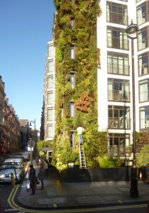 This is the very distinctive green corner of Piccadilly and Down Street (seen her to the left) in London, UK. The corner is occupied by the Athenaeum Hotel, which from street to roof is covered with amazingly healthy foliage. That guy's going to need a longer ladder. Vertical Gardening, copyright Des Blenkinsopp; under Creative Commons license CC BY-SA 2.0